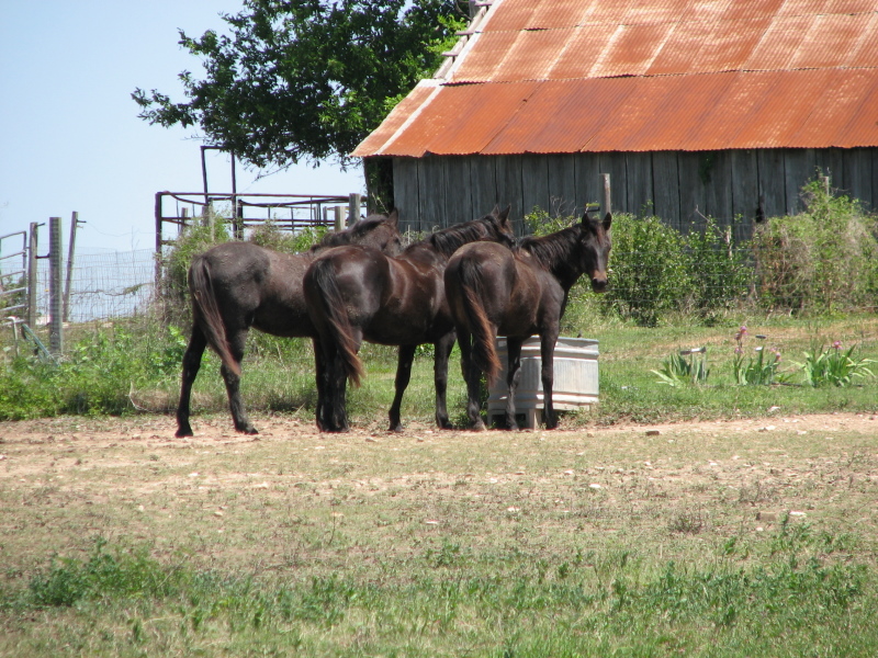 Sandy Schroeder's horses